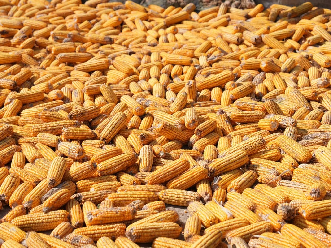 Harvested maize cobs spread out to dry in the sun